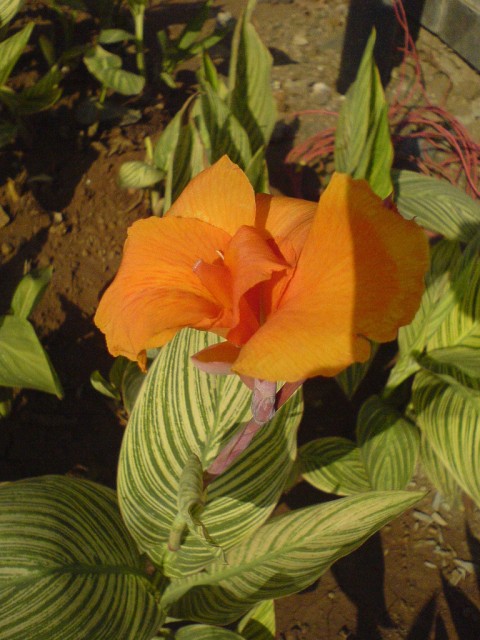 canna7.jpg