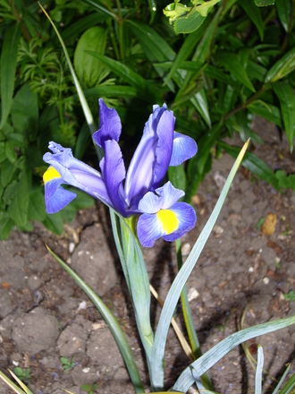 Iris__blue_magic_9_6_9.jpg