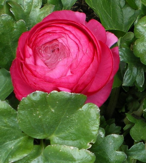 Ranunculus.jpg