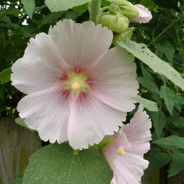 hollyhock pink.jpg