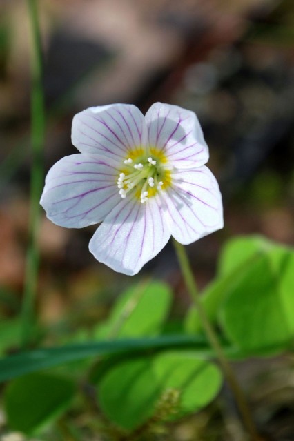 oxalis acetosella白花酢漿草.jpg