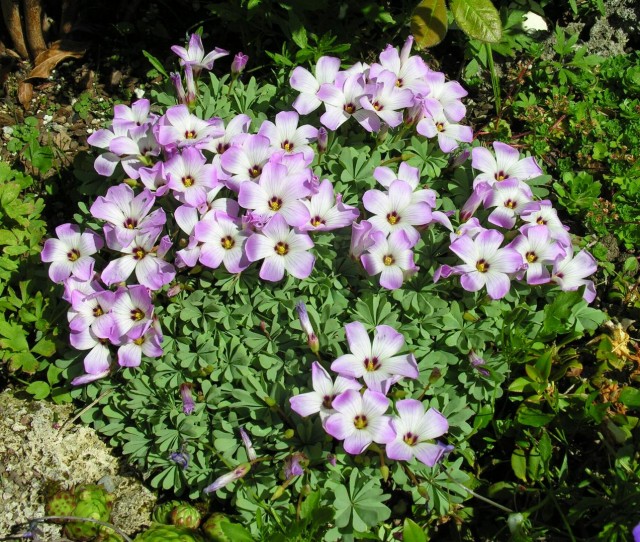 oxalis adenophylla 草包酢漿草.jpg