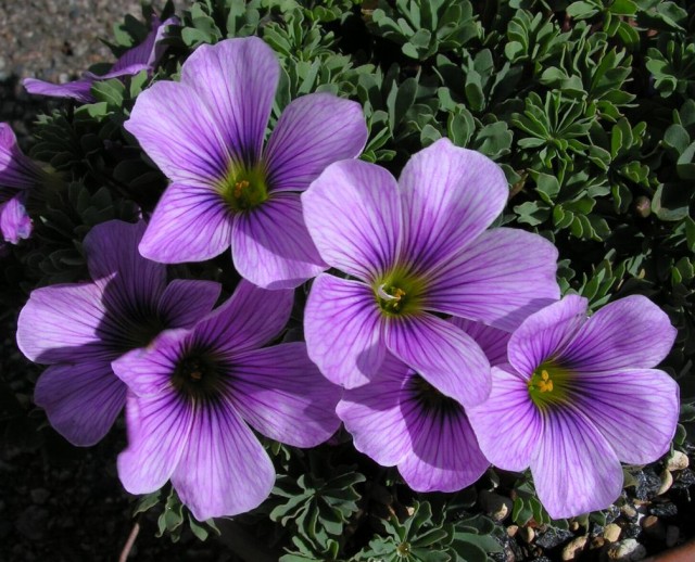 Oxalis Ione Hocker.jpg