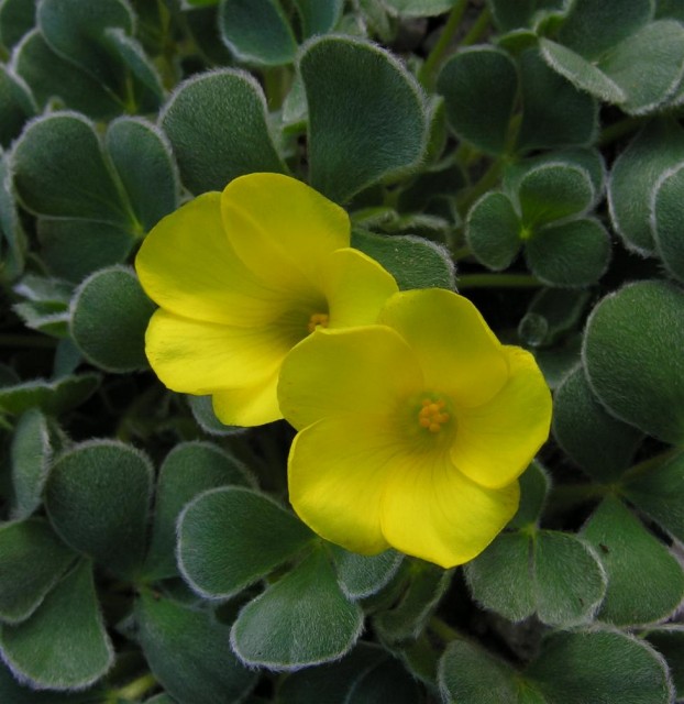 oxalis melanoctricta Ken Aslet黑牛皮葉酢漿草.jpg