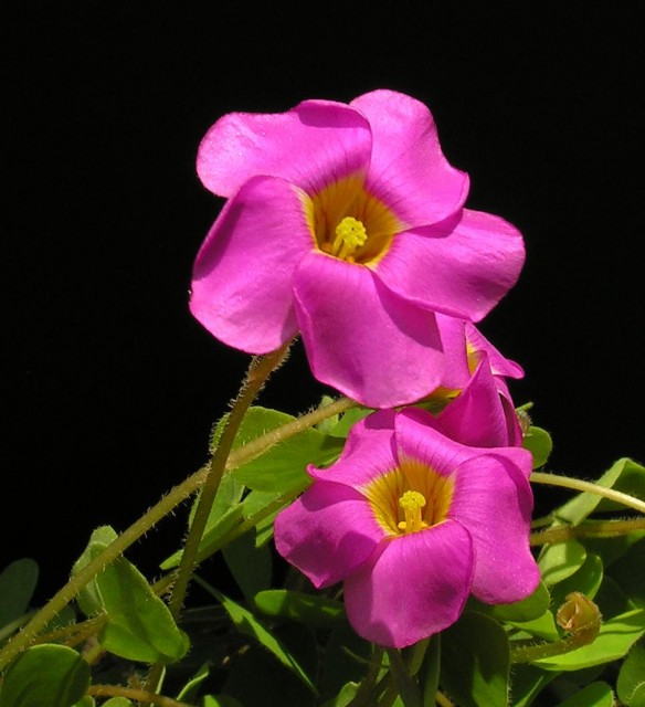 oxalis obliquifolia斜花酢漿草.jpg