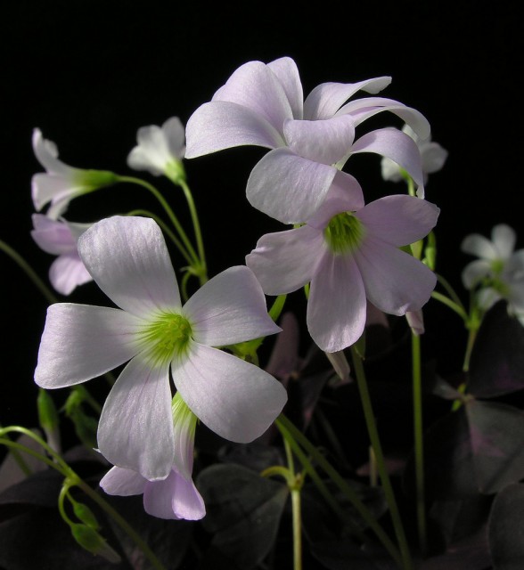 Oxalis triangularis Purpurea.jpg