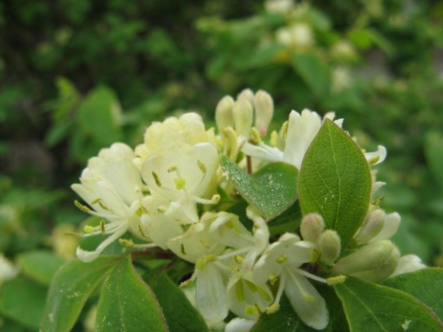 Lonicera x xylosteoides 'Clavey's Dwarf' Honeysuckle.jpg