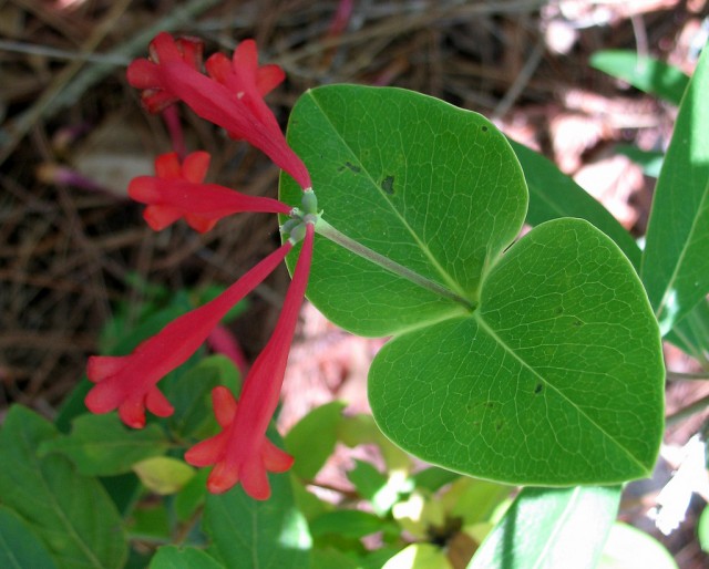 coral honeysuckle Lonicera sempervirens.jpg