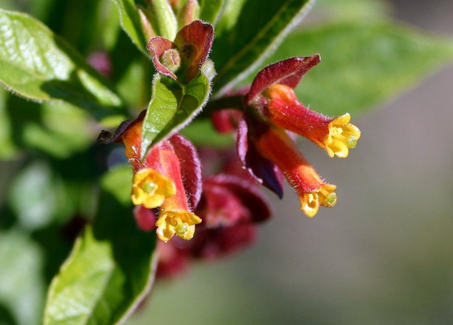 Lonicera involucrata var. ledebourii Black Twinberry.jpg