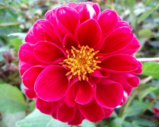 dahlia 11.jpg