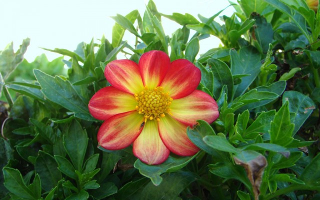 dahlia 7.jpg