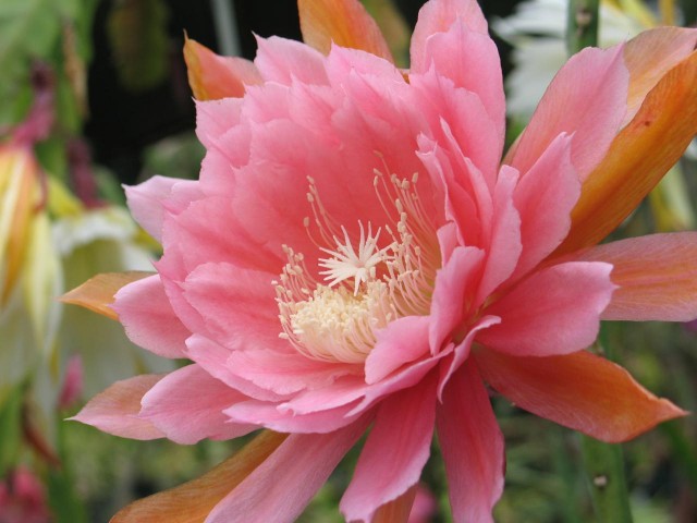 Epiphyllum - American Sweetheart.jpg