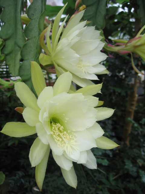 Epiphyllum  Cornish Cream.jpg