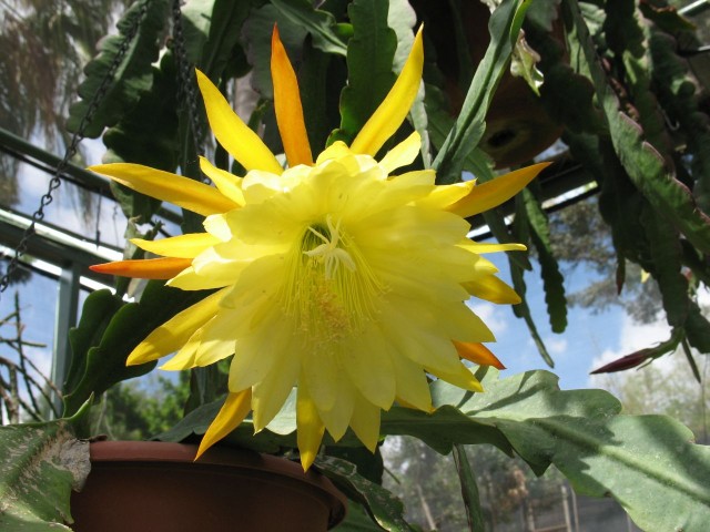 Epiphyllum - Dijonnaise.jpg