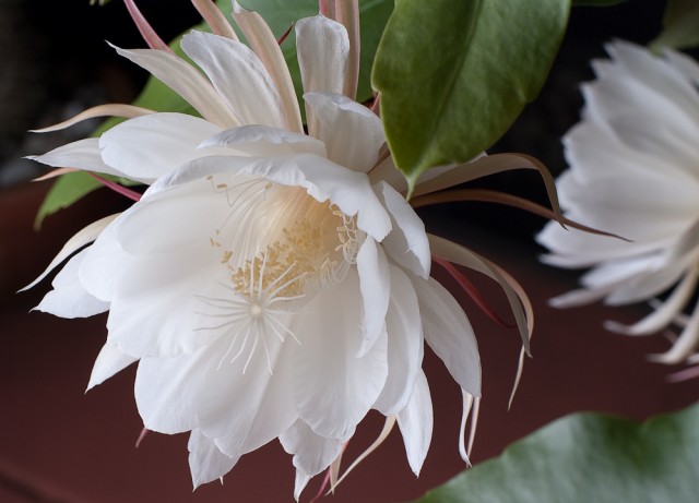 Epiphyllum 曇花.jpg