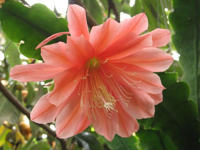 Epiphyllum - Jean Costanzo.jpg