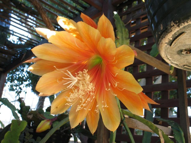 Epiphyllum - King Midas.jpg