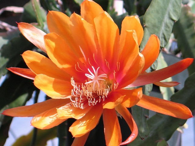 Epiphyllum - Liberty Glow.jpg