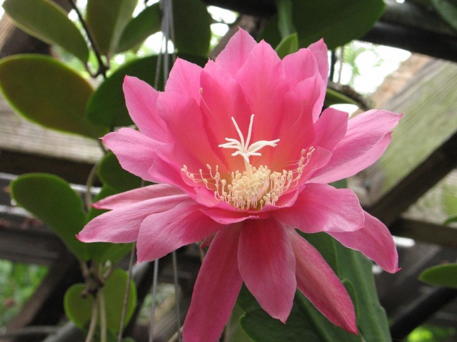 Epiphyllum - Pink Parasol.jpg