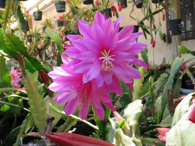 Epiphyllum Cassis.jpg