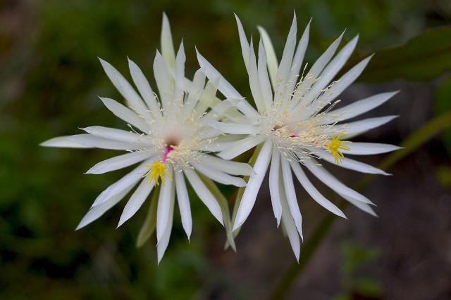 Epiphyllum hookeri ssp. hookeri.jpg