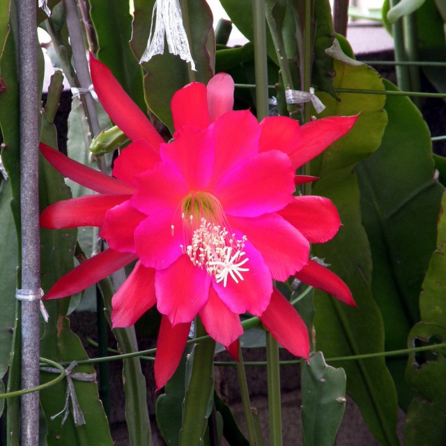 orchid cactus2.jpg