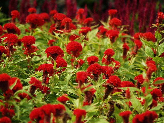 Celosia cristata.jpg