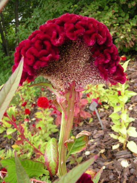 cockscomb3.jpg