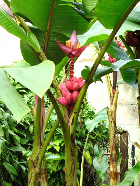 musa velutina,pink banana.jpg