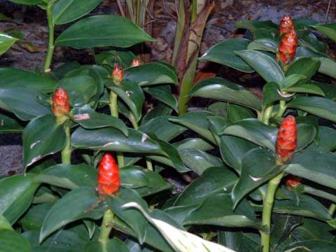 Costus spicatus.jpg