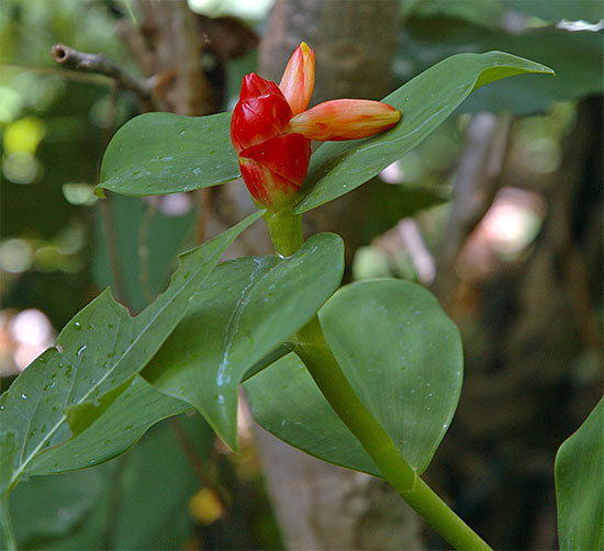 costus_woodsonii.jpg