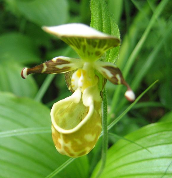 580px-Cypripedium_guttatum_Vby1.jpg