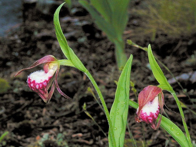 800px-Ram's-Head_Lady's-Slipper_(Cypripedium_arietinum).jpg