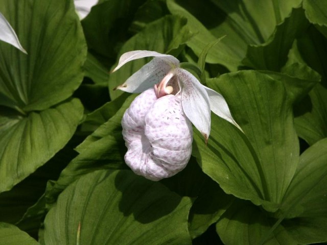 Cypripedium_formosanum1_jpg_(1214942349).jpg