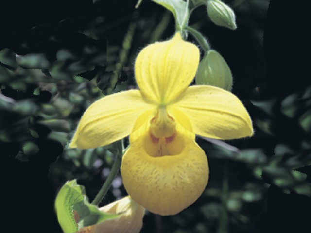 Cypripedium_irapeanum.jpg