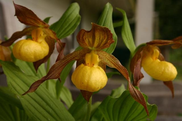 Cypripedium_pubescens1.jpg