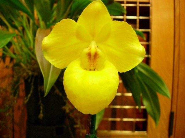 800px-Paph_armeniacum_Golden slipper.jpg