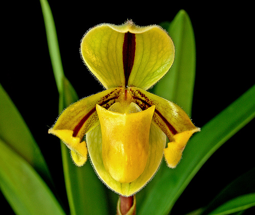 Paph__druryi  India.jpg