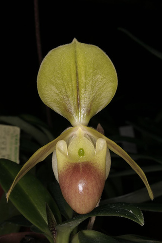 Paph__helenae.jpg