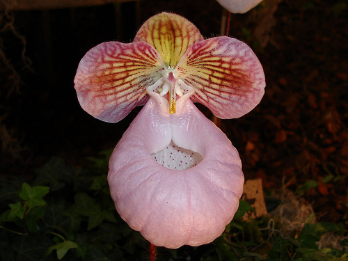 Paph__micranthum.jpg