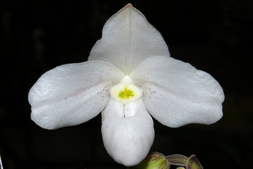 Paph__thaianum.jpg