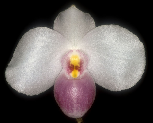 Paph_delenatii Vietnam..jpg