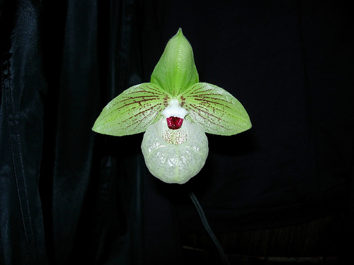 Paph_malipoense.jpg