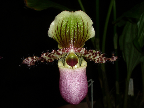 Paph_victoria regina.jpg