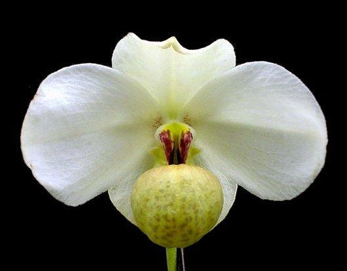 Paphiopedilum_emersonii.jpg