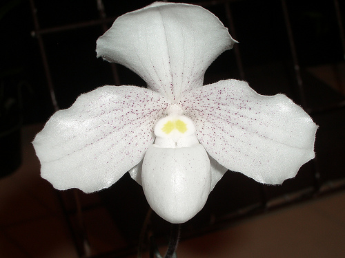 Paphiopedilum_niveum.jpg