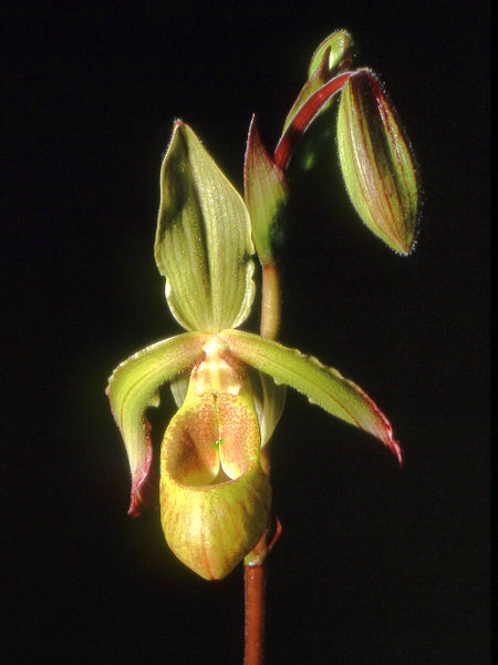 450px-Phragmipedium_lindleyanum_Orchi_02_.jpg