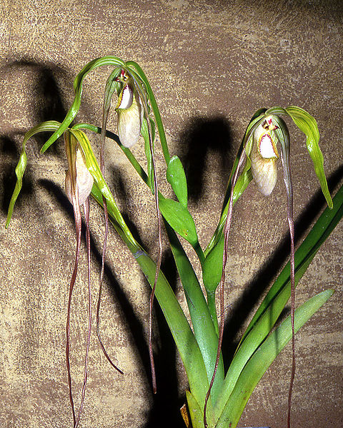 480px-Phragmipedium_warszewiczianum_Orchi_01.jpg