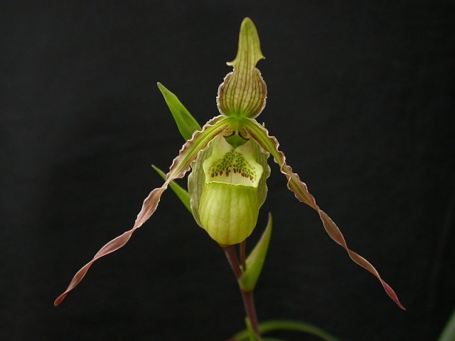 800px-Phragmipedium_richteri_038.jpg