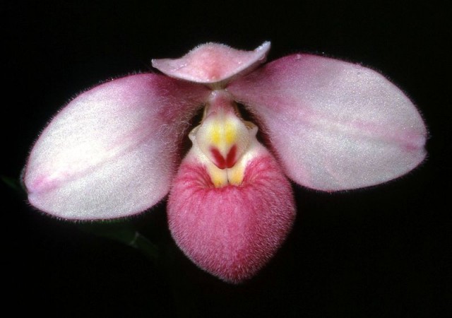 800px-Phragmipedium_schlimii_Orchi_02.jpg